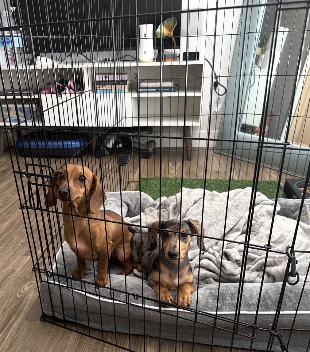 Miniature Dashound puppies image 1