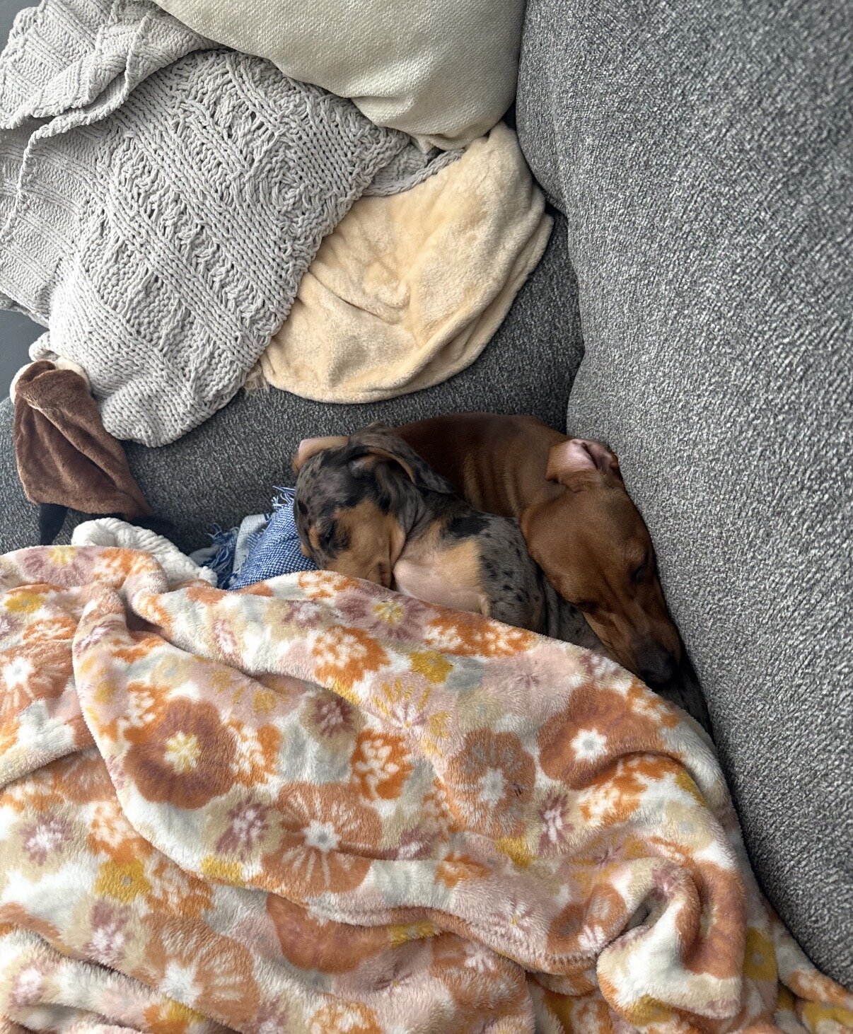 Miniature Dashound puppies image 2