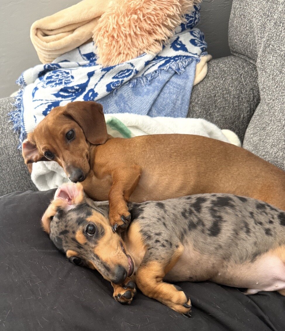 Miniature Dashound puppies image 3