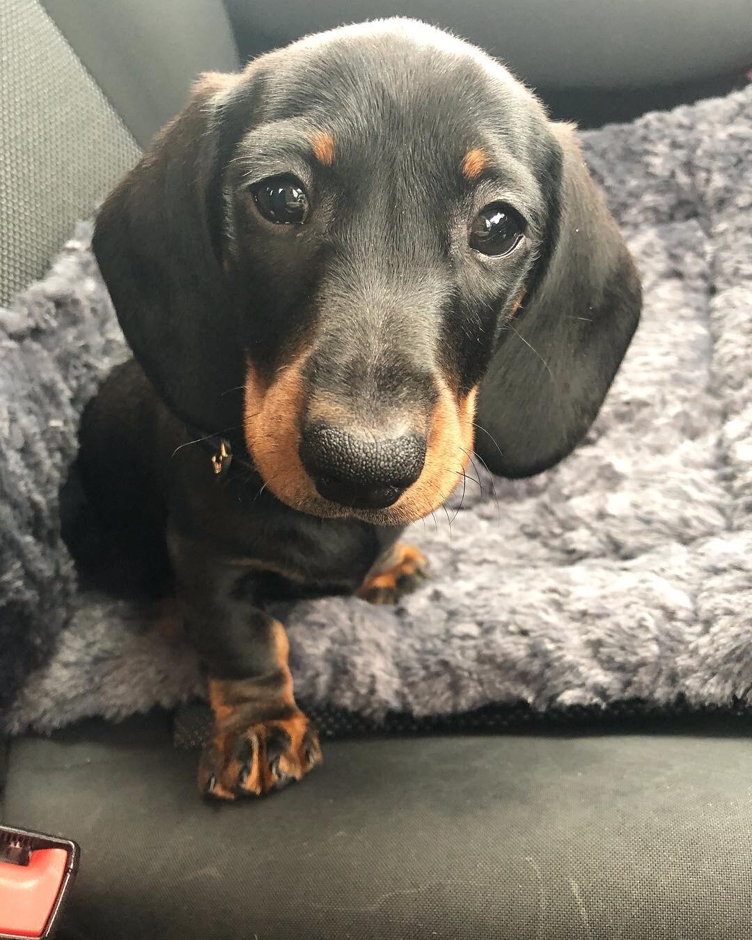 AKC dachshund puppies image 1