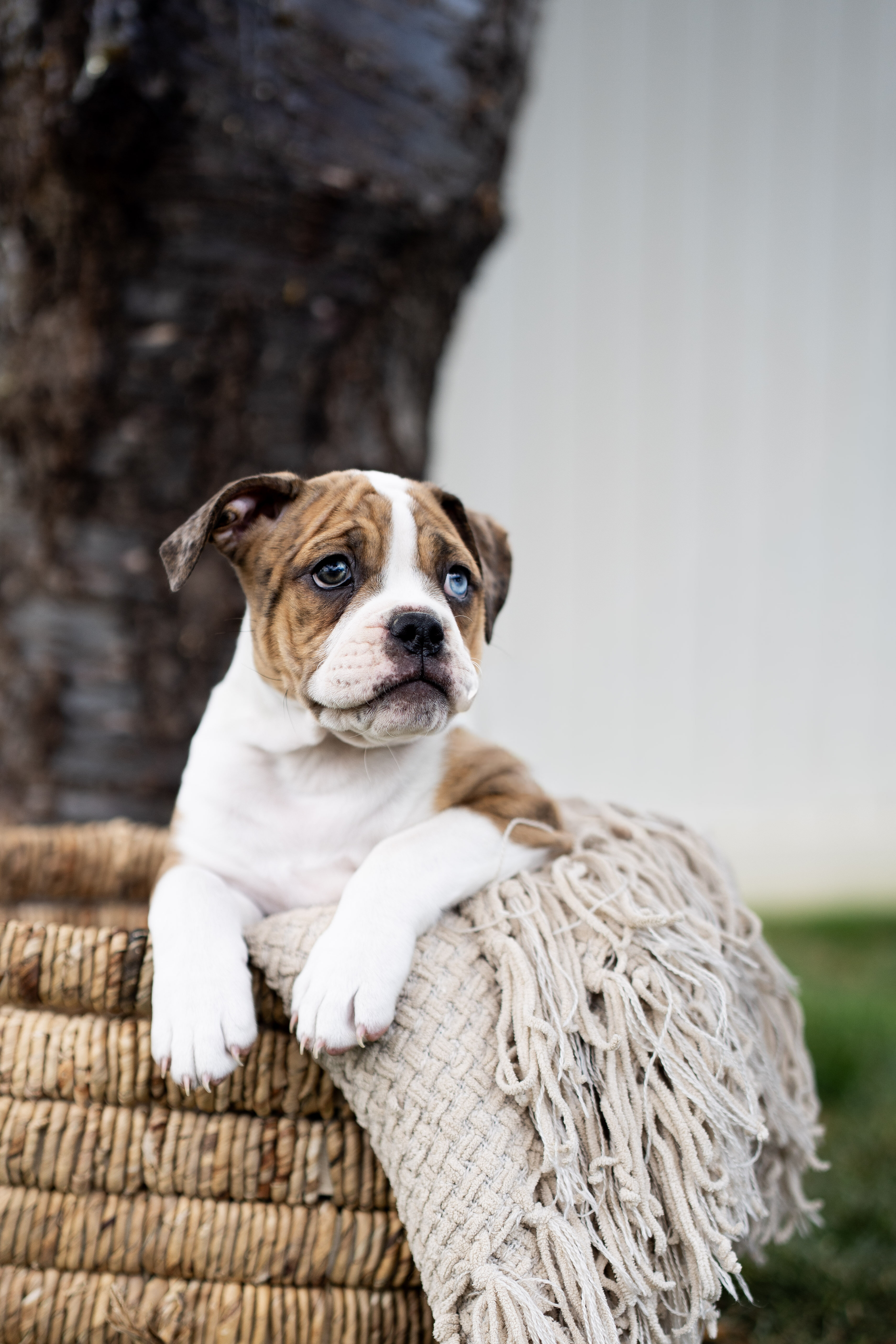 Olde English Bulldogge image 3