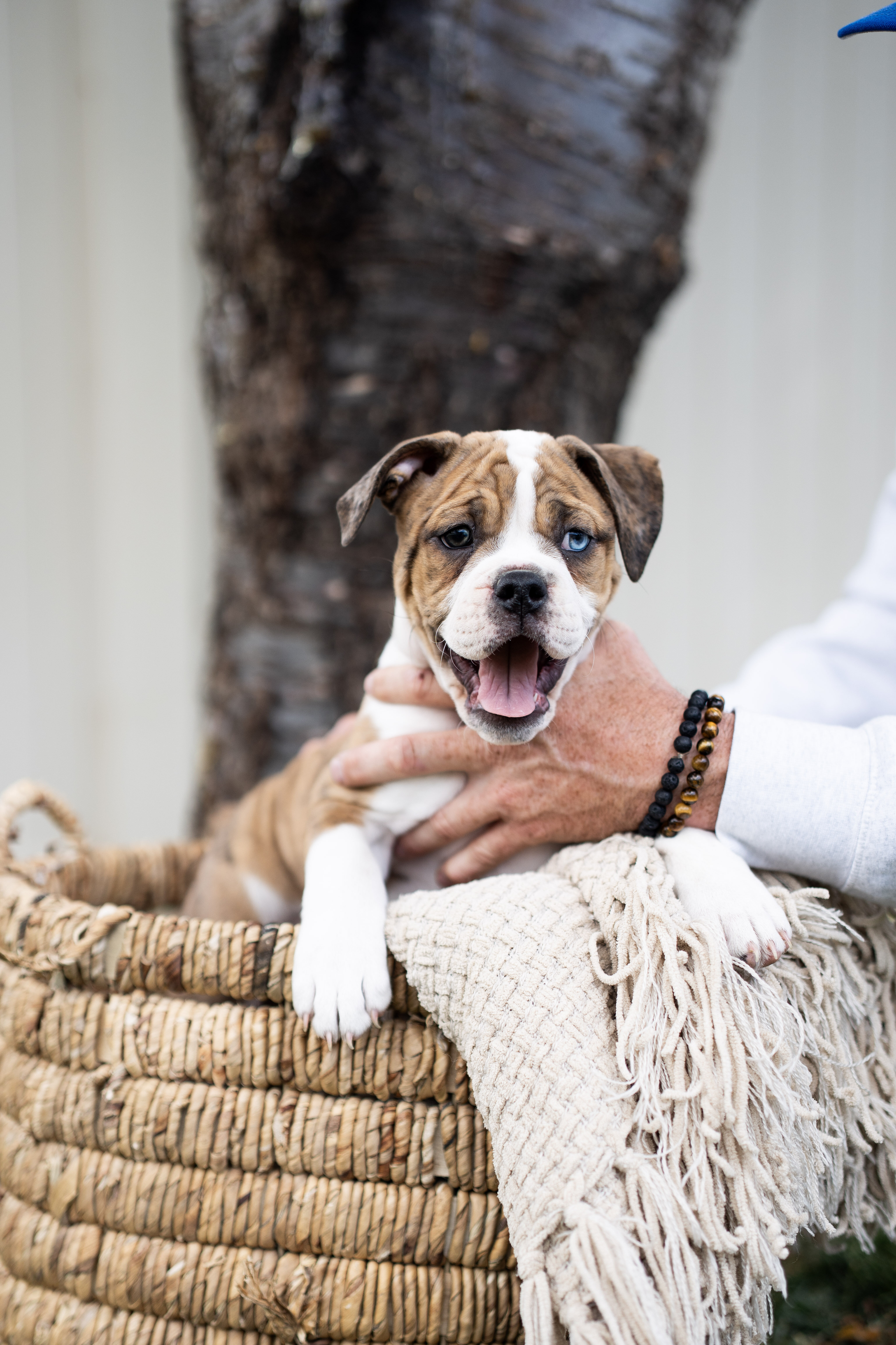 Olde English Bulldogge image 2