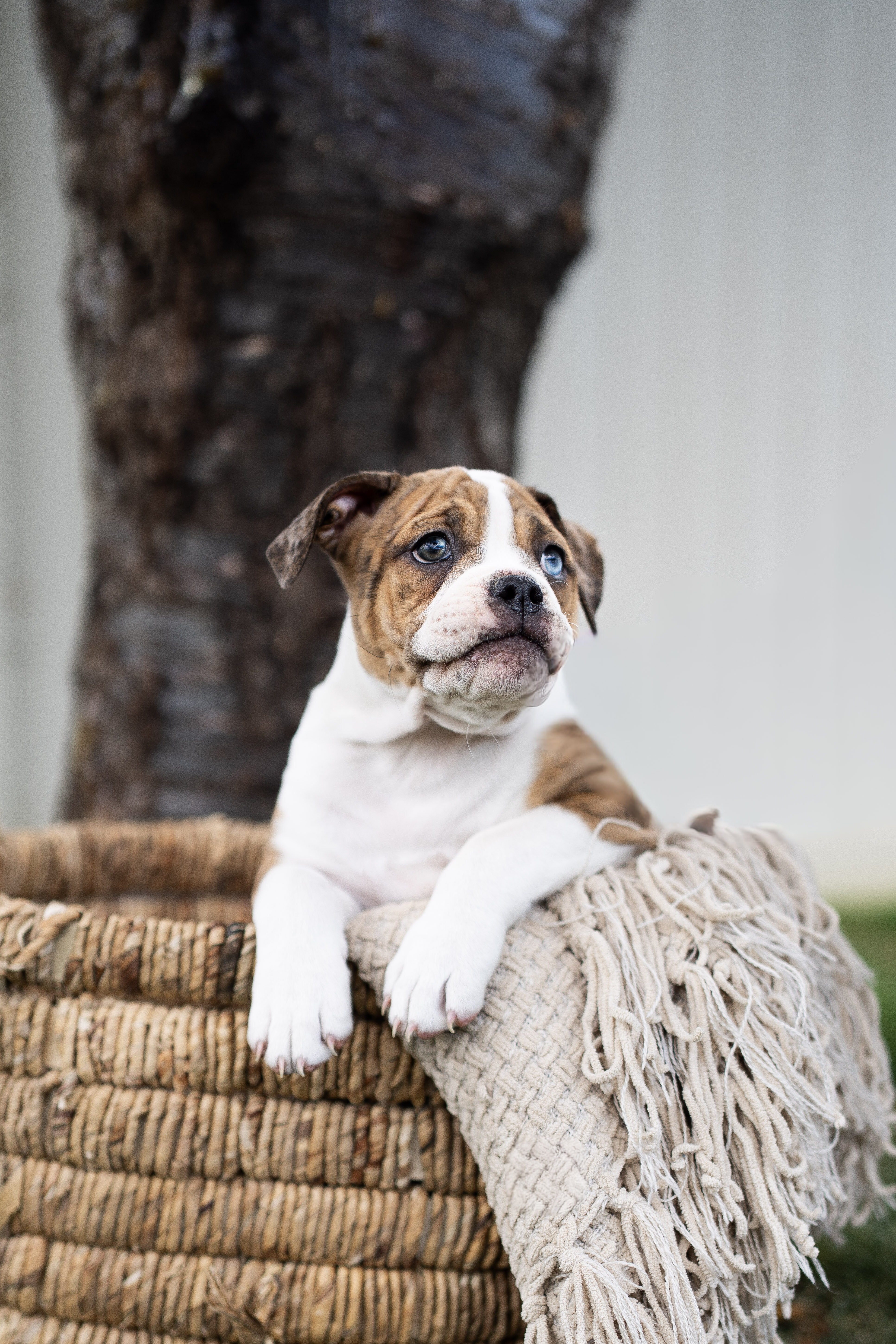 Olde English Bulldogge image 1