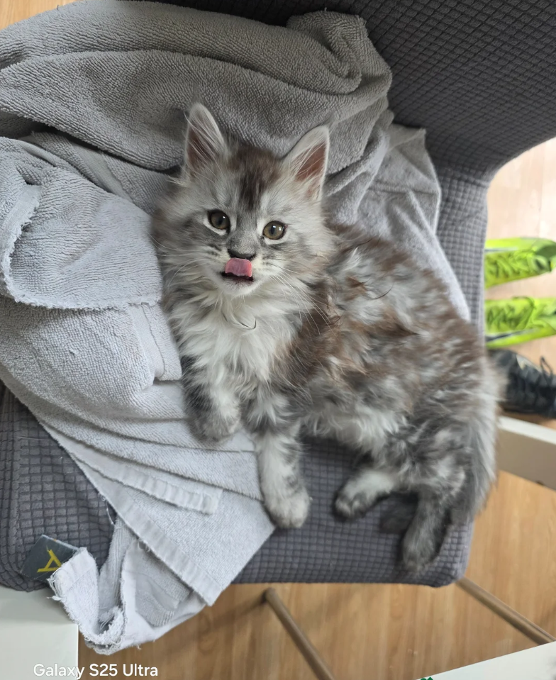 MAINE COON KITTENS READY FOR THEIR NEW HOMES image 9