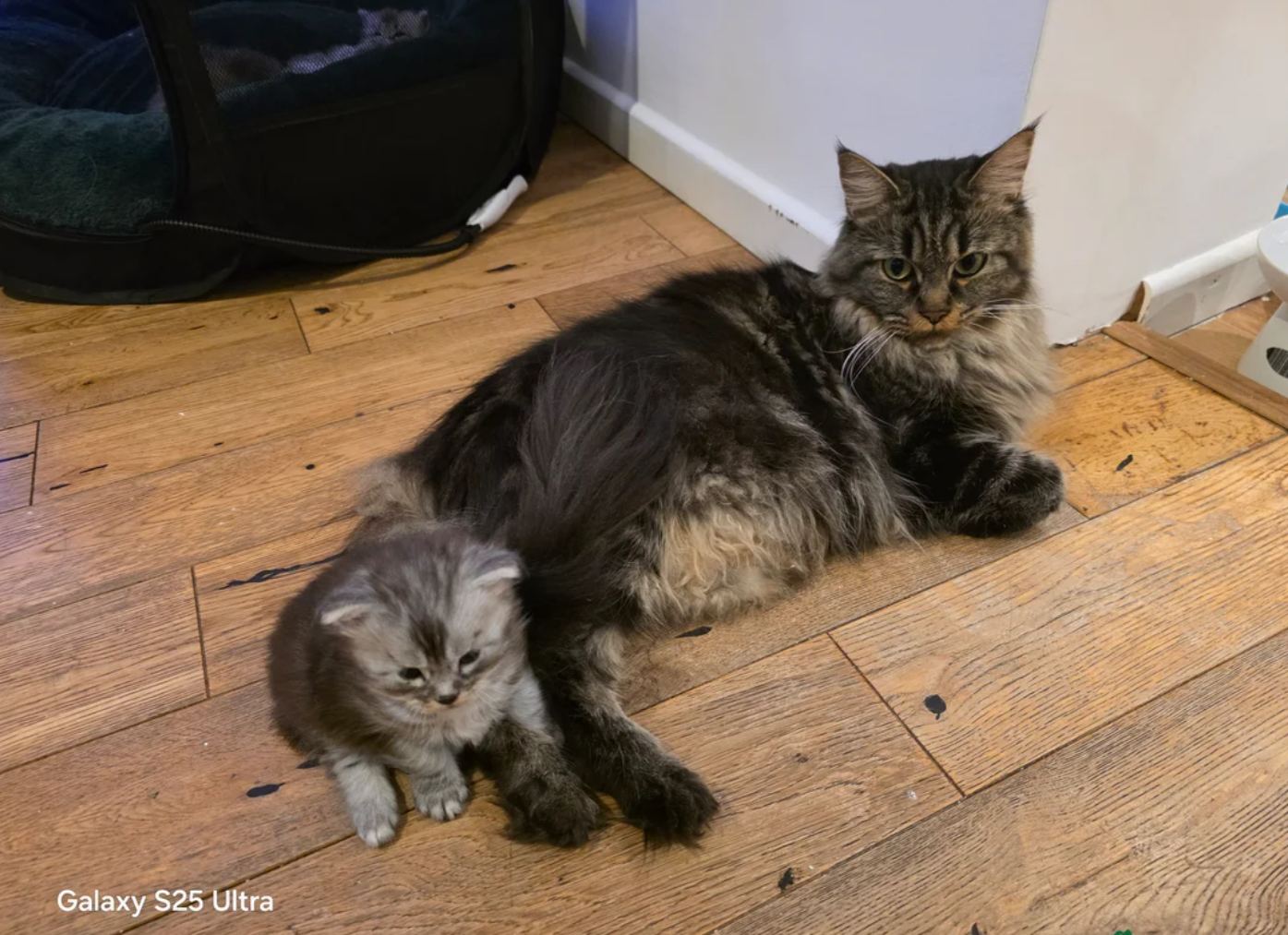 MAINE COON KITTENS READY FOR THEIR NEW HOMES image 8