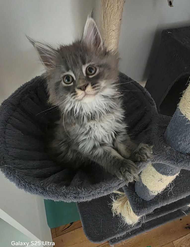 MAINE COON KITTENS READY FOR THEIR NEW HOMES image 7