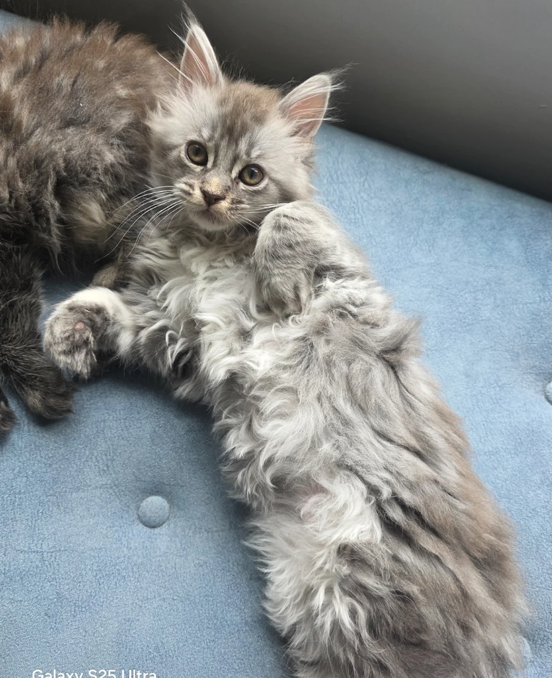 MAINE COON KITTENS READY FOR THEIR NEW HOMES image 6