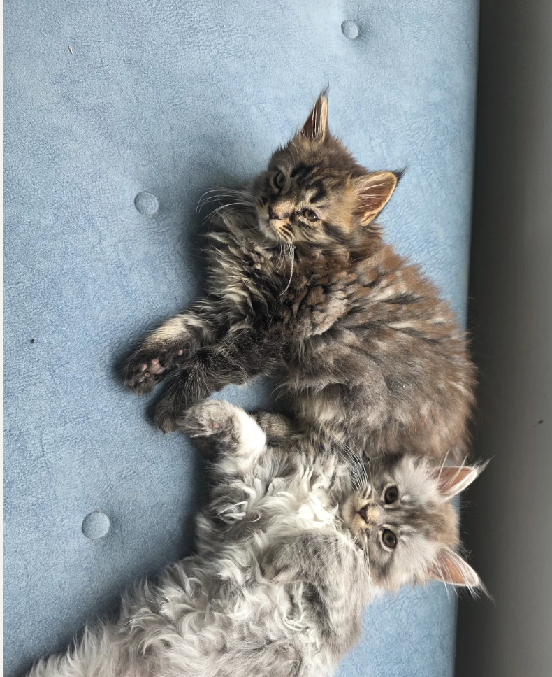 MAINE COON KITTENS READY FOR THEIR NEW HOMES image 5