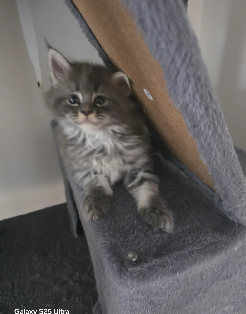 MAINE COON KITTENS READY FOR THEIR NEW HOMES image 4