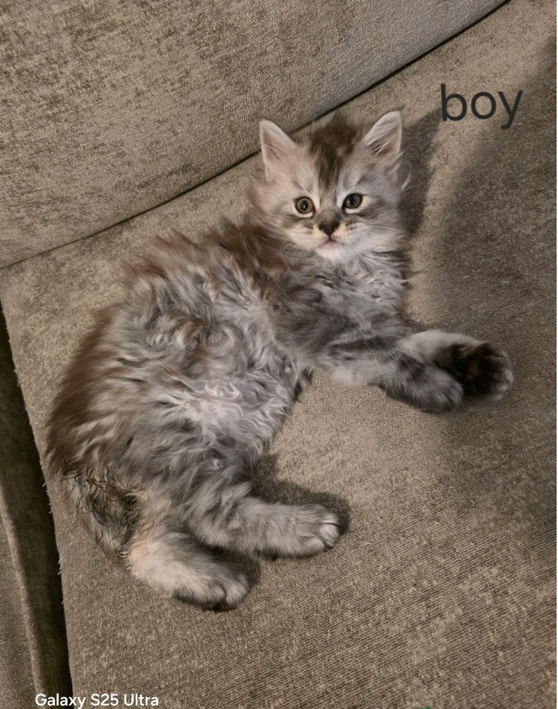 MAINE COON KITTENS READY FOR THEIR NEW HOMES image 3