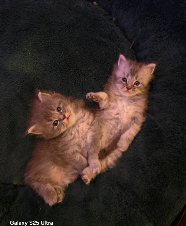 MAINE COON KITTENS READY FOR THEIR NEW HOMES image 2