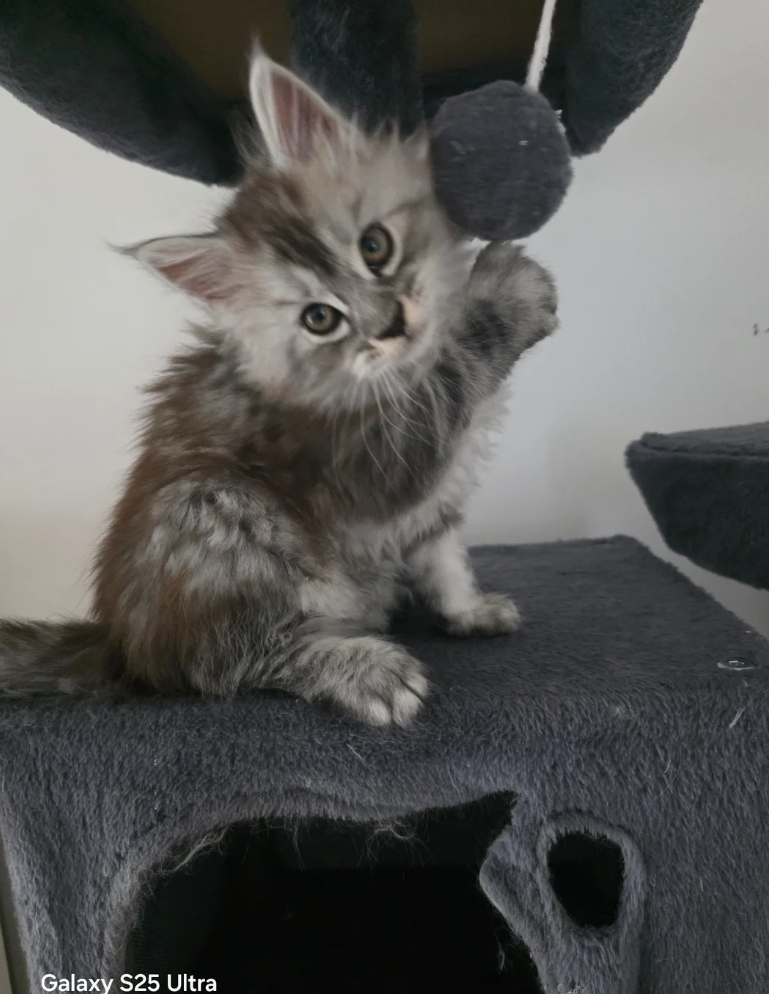 MAINE COON KITTENS READY FOR THEIR NEW HOMES image 1