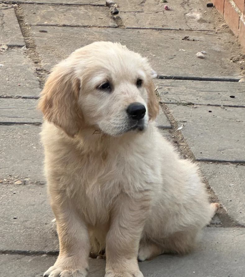 BEAUTIFUL GOLDEN RETRIEVERS READY FOR THEIR HOME image 3