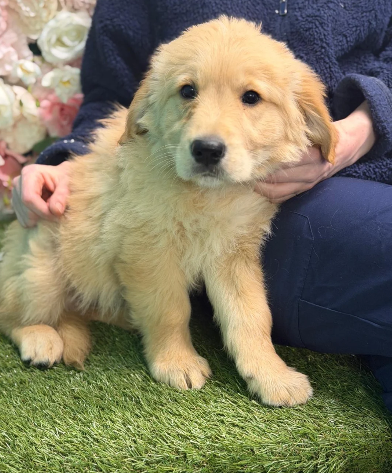 BEAUTIFUL GOLDEN RETRIEVERS READY FOR THEIR HOME image 2
