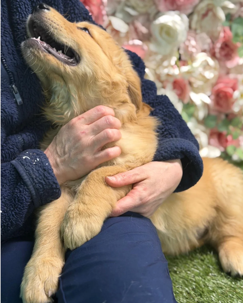 BEAUTIFUL GOLDEN RETRIEVERS READY FOR THEIR HOME image 10