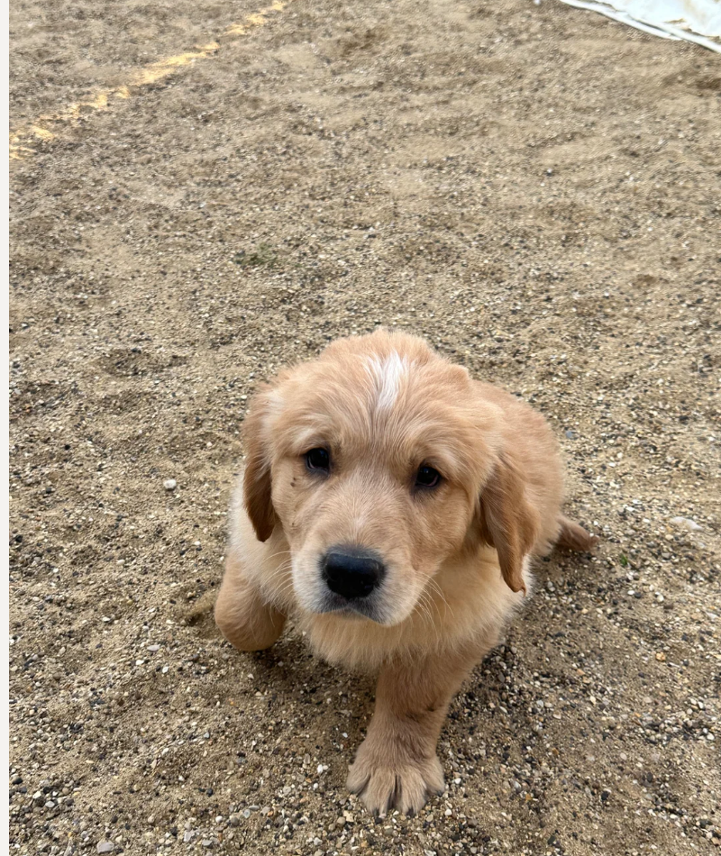 BEAUTIFUL GOLDEN RETRIEVERS READY FOR THEIR HOME image 7