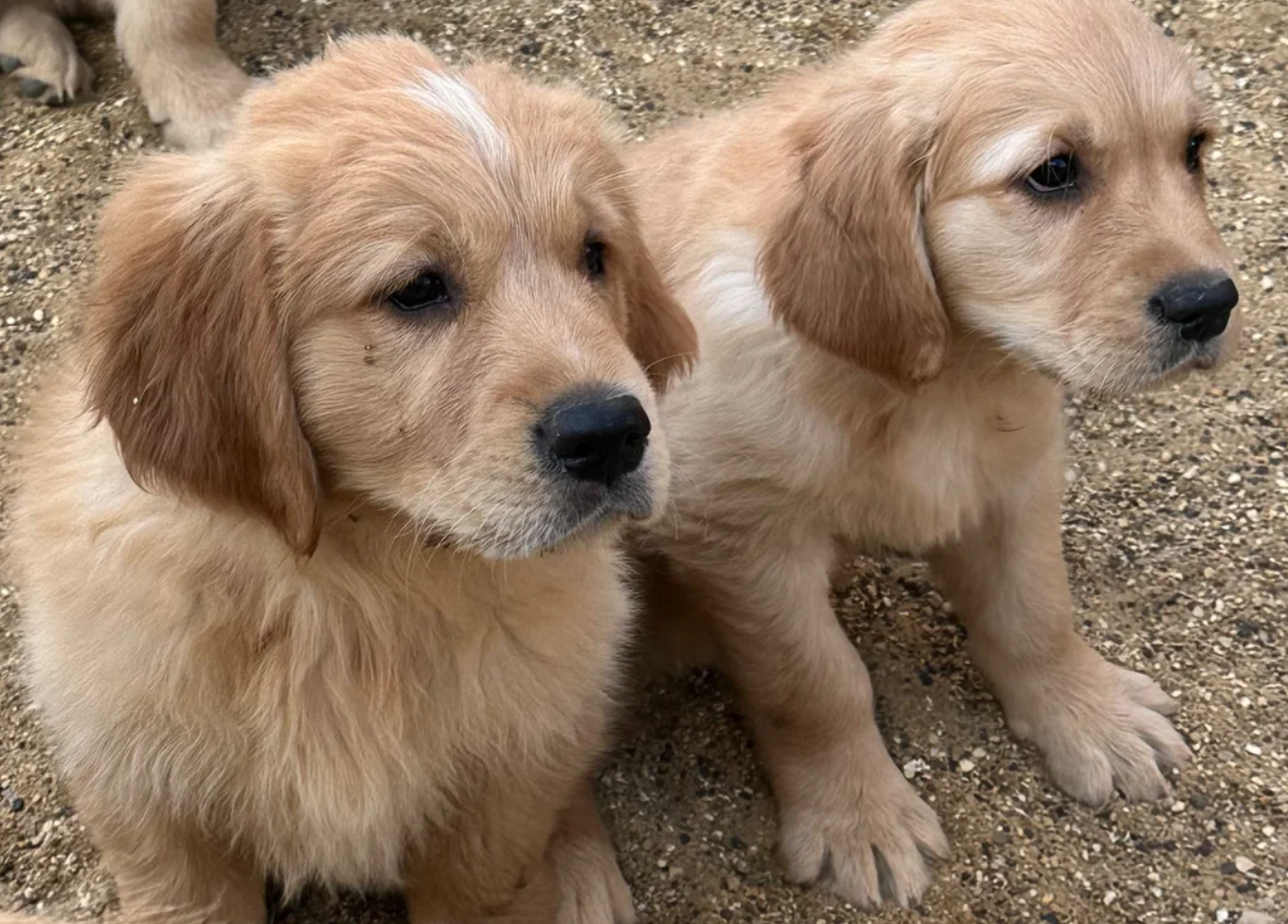 GOLDEN RETRIEVERS READY FOR THEIR HOME image 1