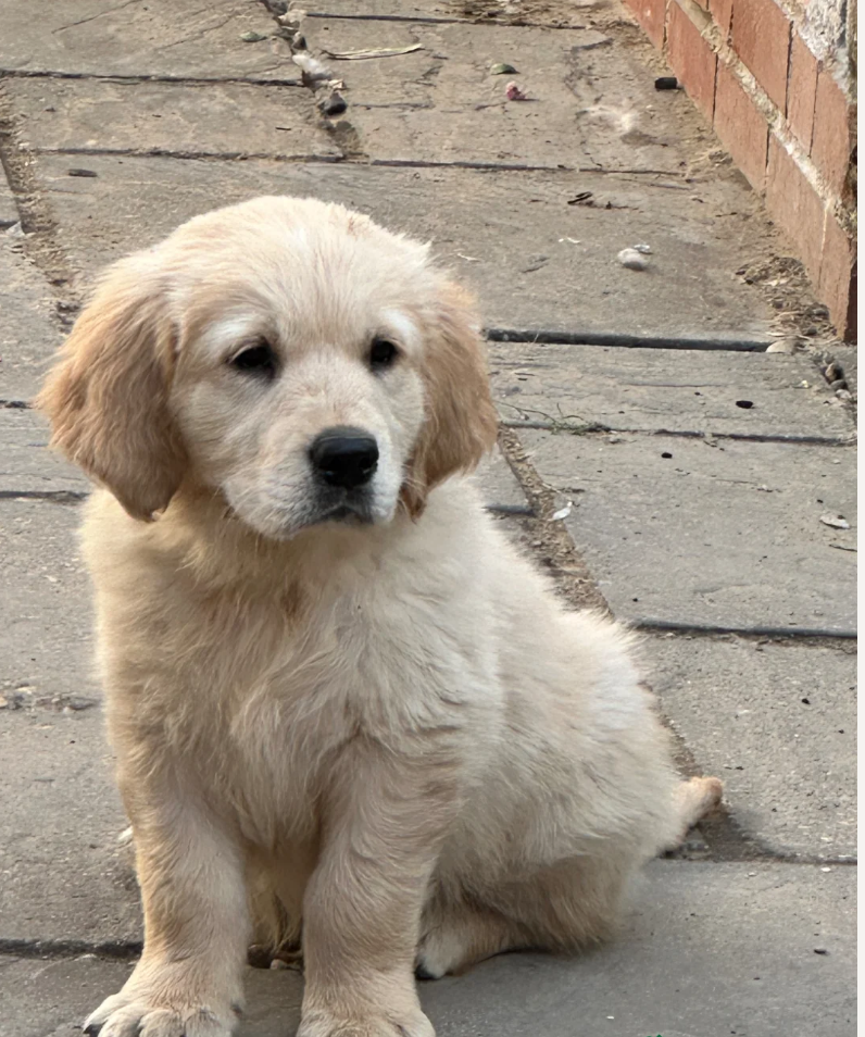 GOLDEN RETRIEVERS READY FOR THEIR HOME image 10