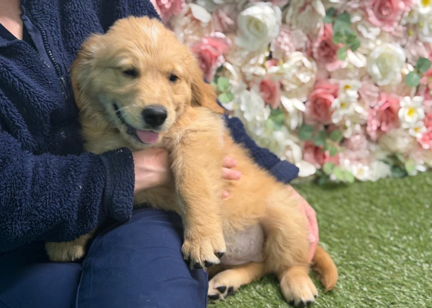 GOLDEN RETRIEVERS READY FOR THEIR HOME image 7