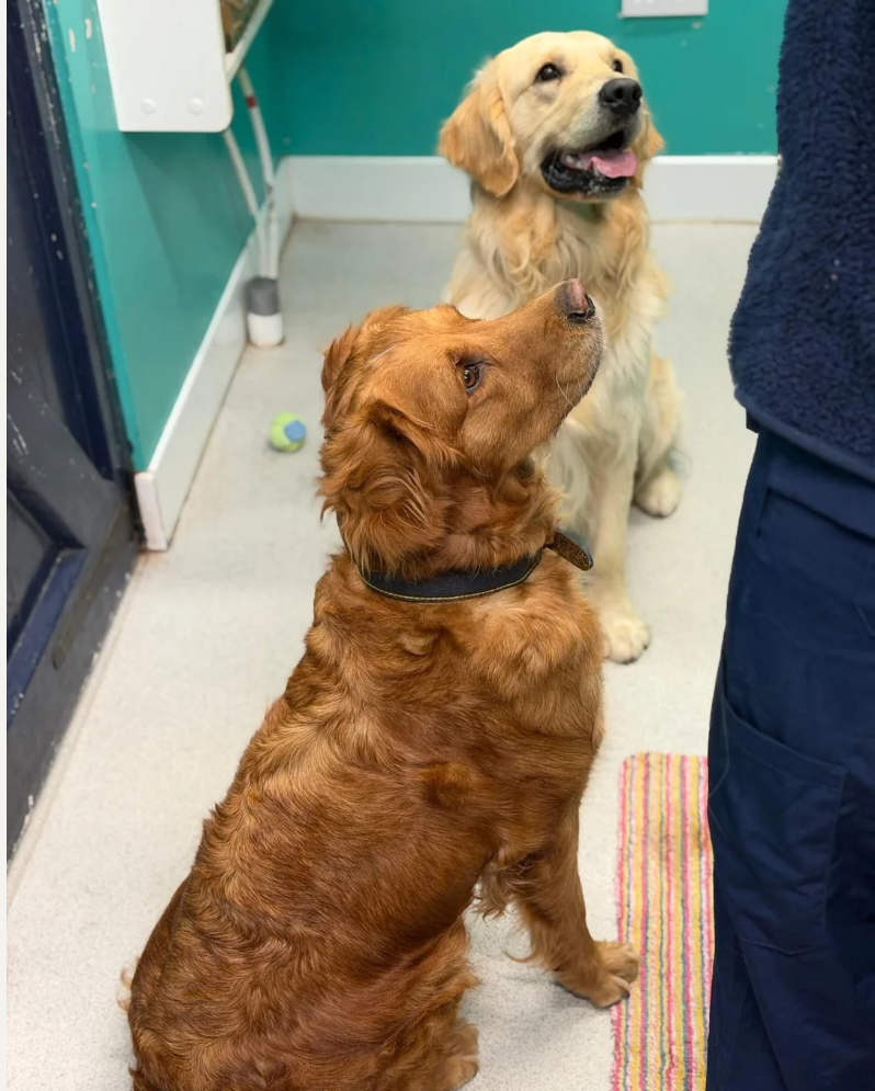 GOLDEN RETRIEVERS READY FOR THEIR HOME image 5