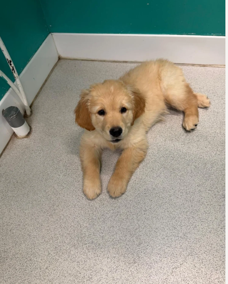 GOLDEN RETRIEVERS READY FOR THEIR HOME image 4