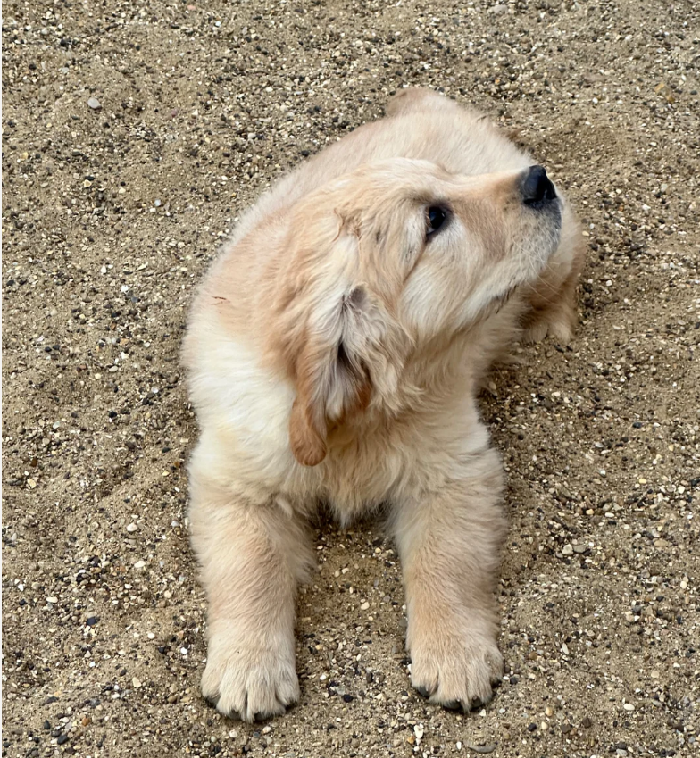 GOLDEN RETRIEVERS READY FOR THEIR HOME image 2