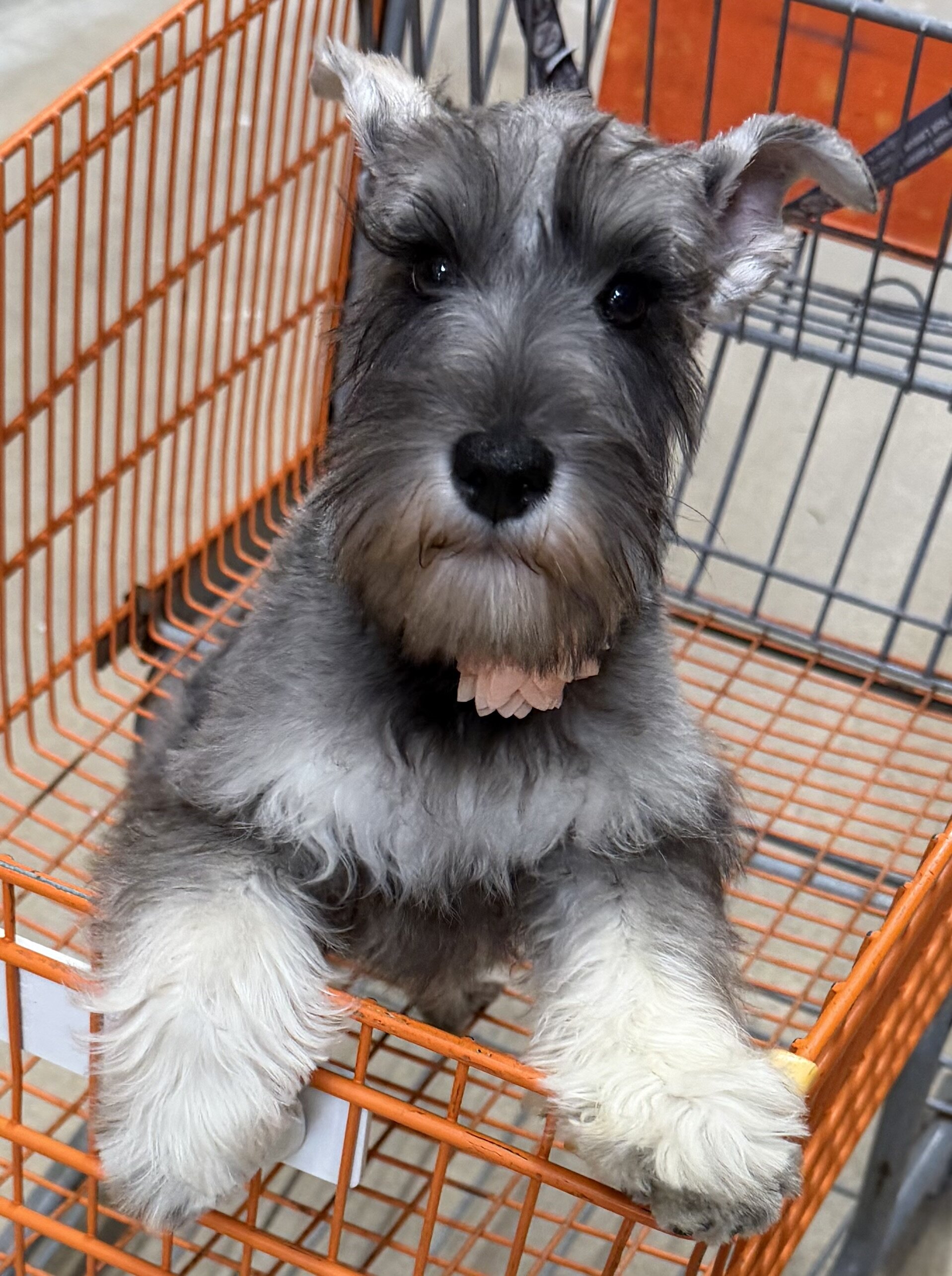 Miniature Schnauzer image 2