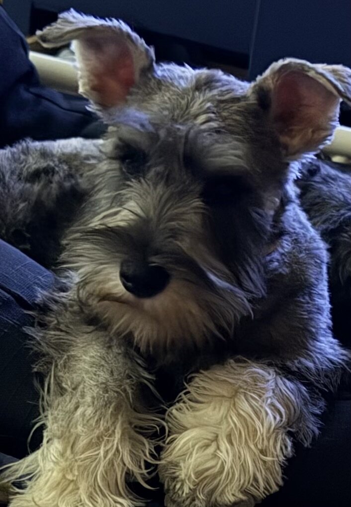 Miniature Schnauzer image 1