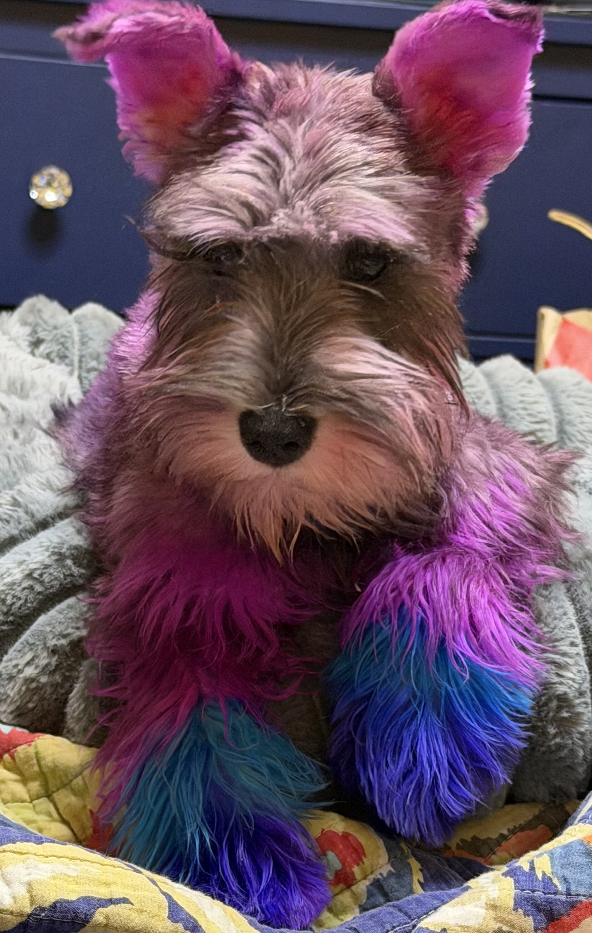 Miniature Schnauzer image 3