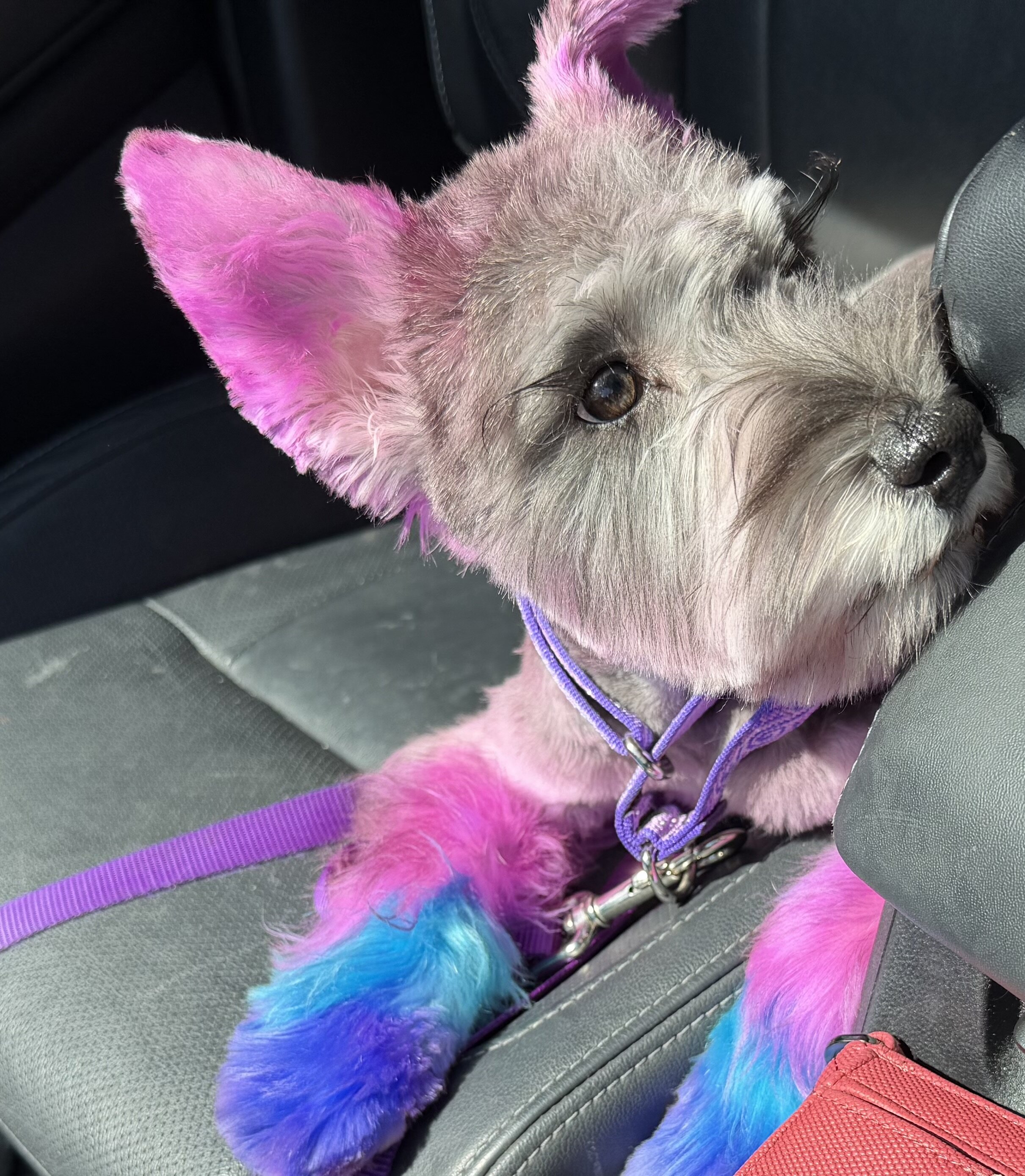 Miniature Schnauzer image 4
