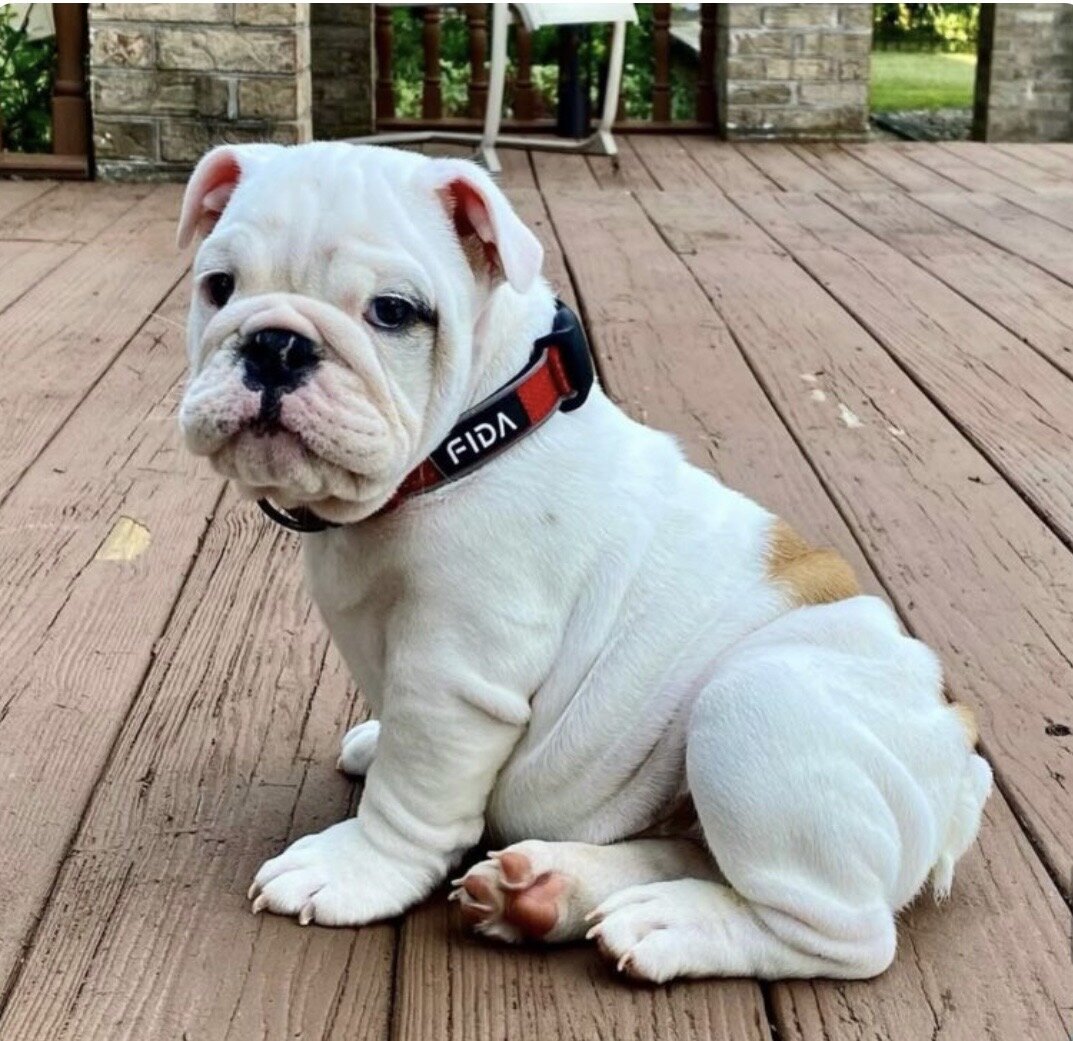 English bulldog puppies image 1