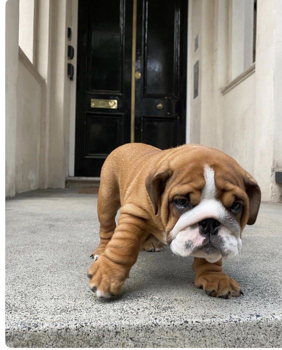 Awesome English Bulldog puppies available image 1
