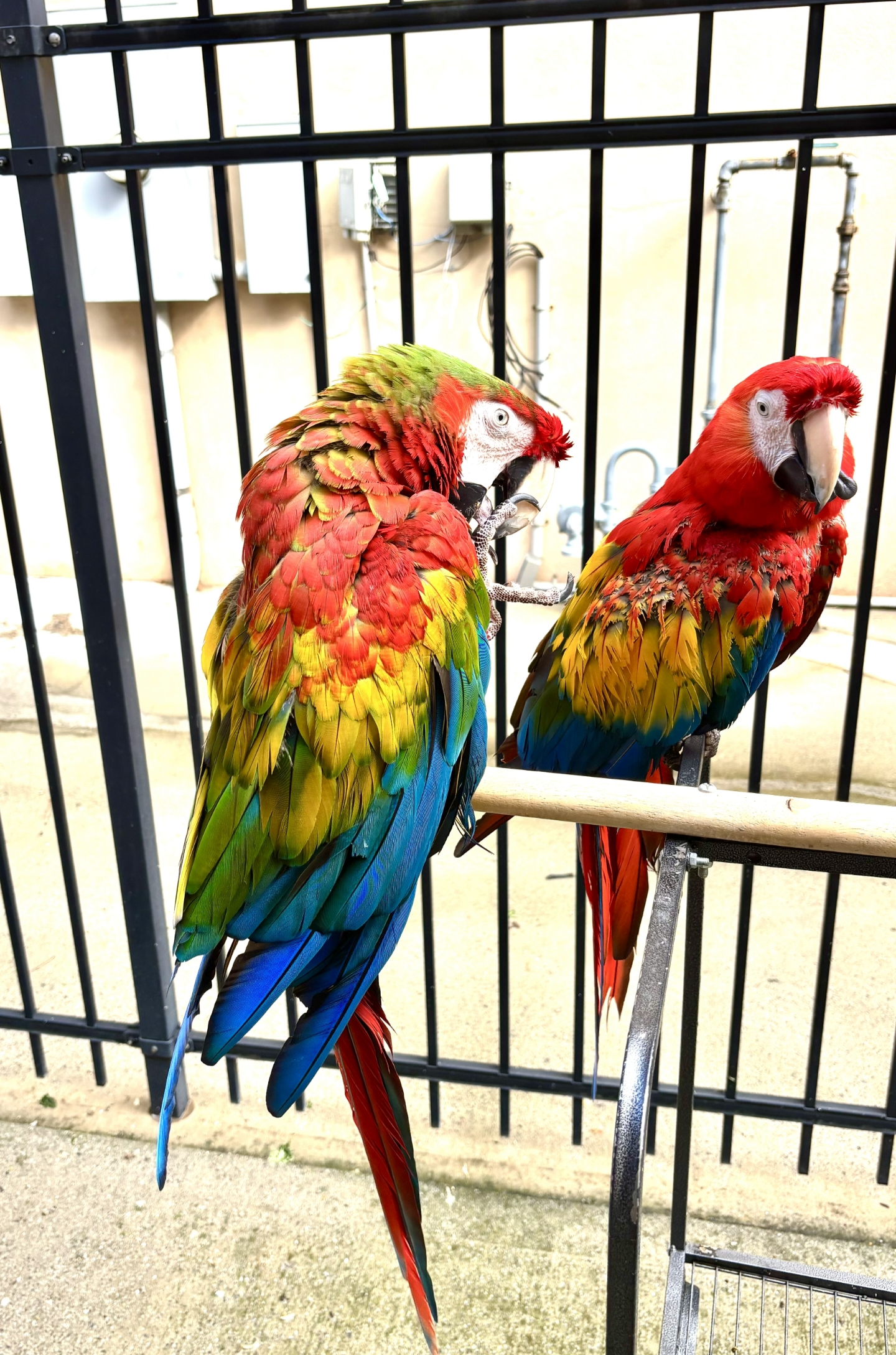 Macaw Pair image 3