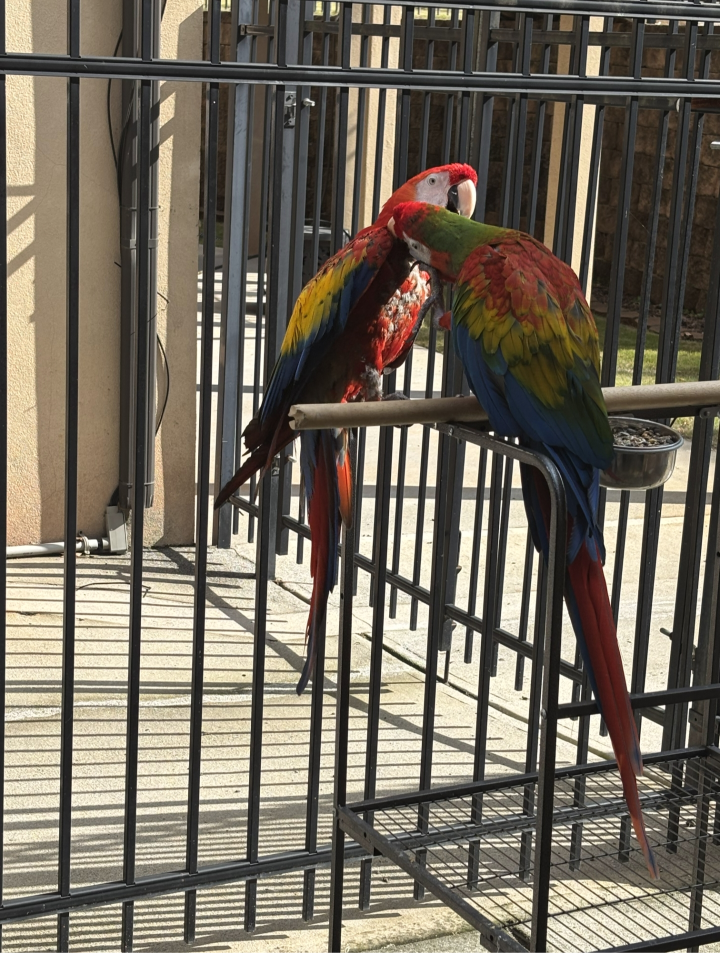 Macaw Pair image 2