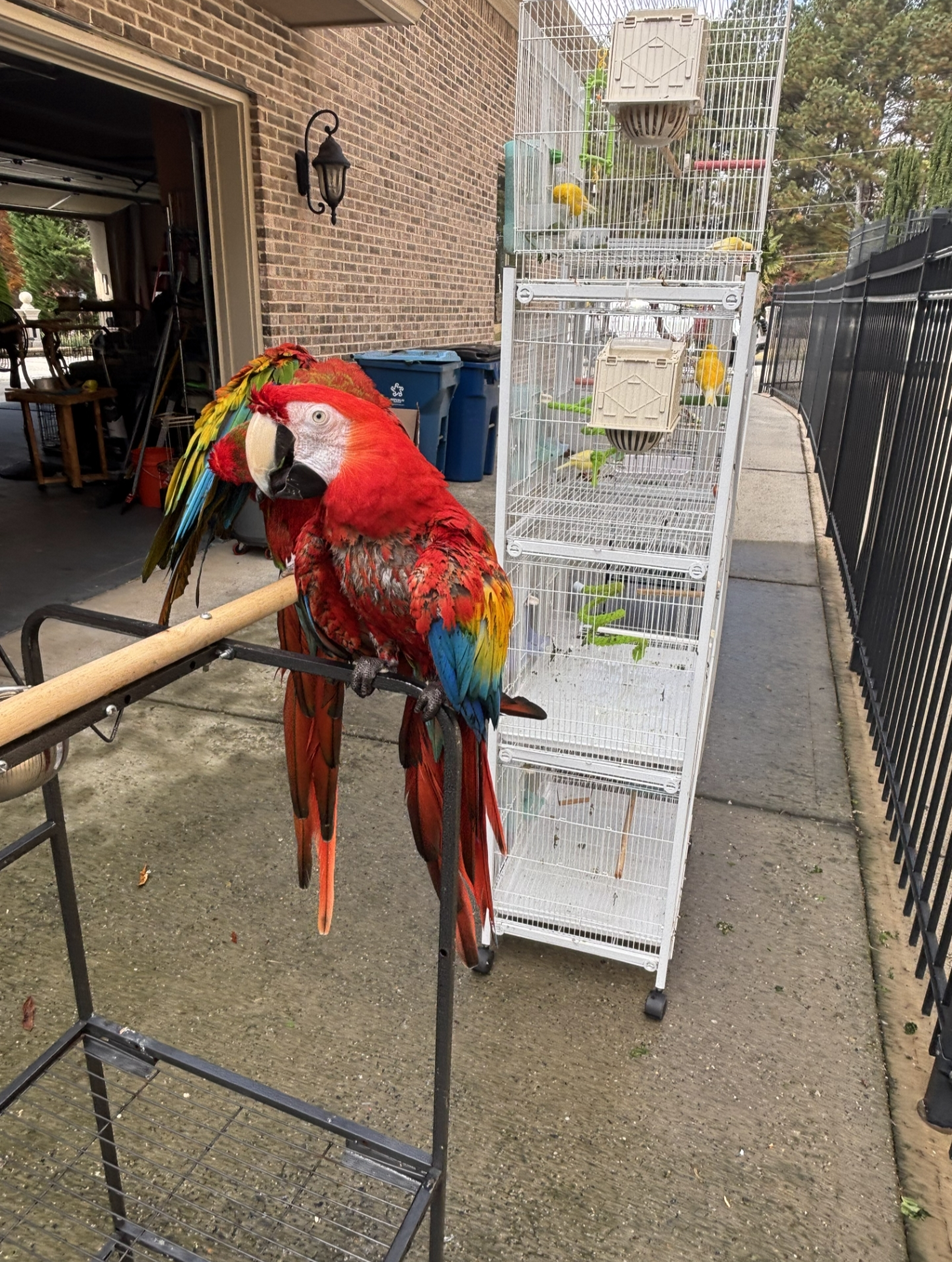 Macaw Pair image 1