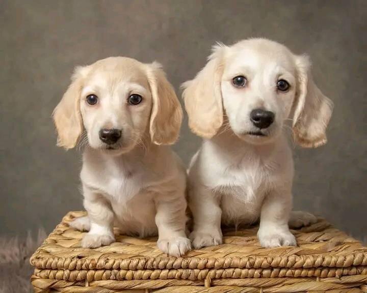MINIATURE DACHSHUNDS READY TO GO!!! image 1