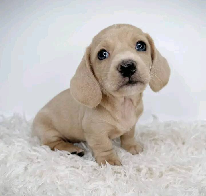 MINIATURE DACHSHUNDS READY TO GO!!! image 2