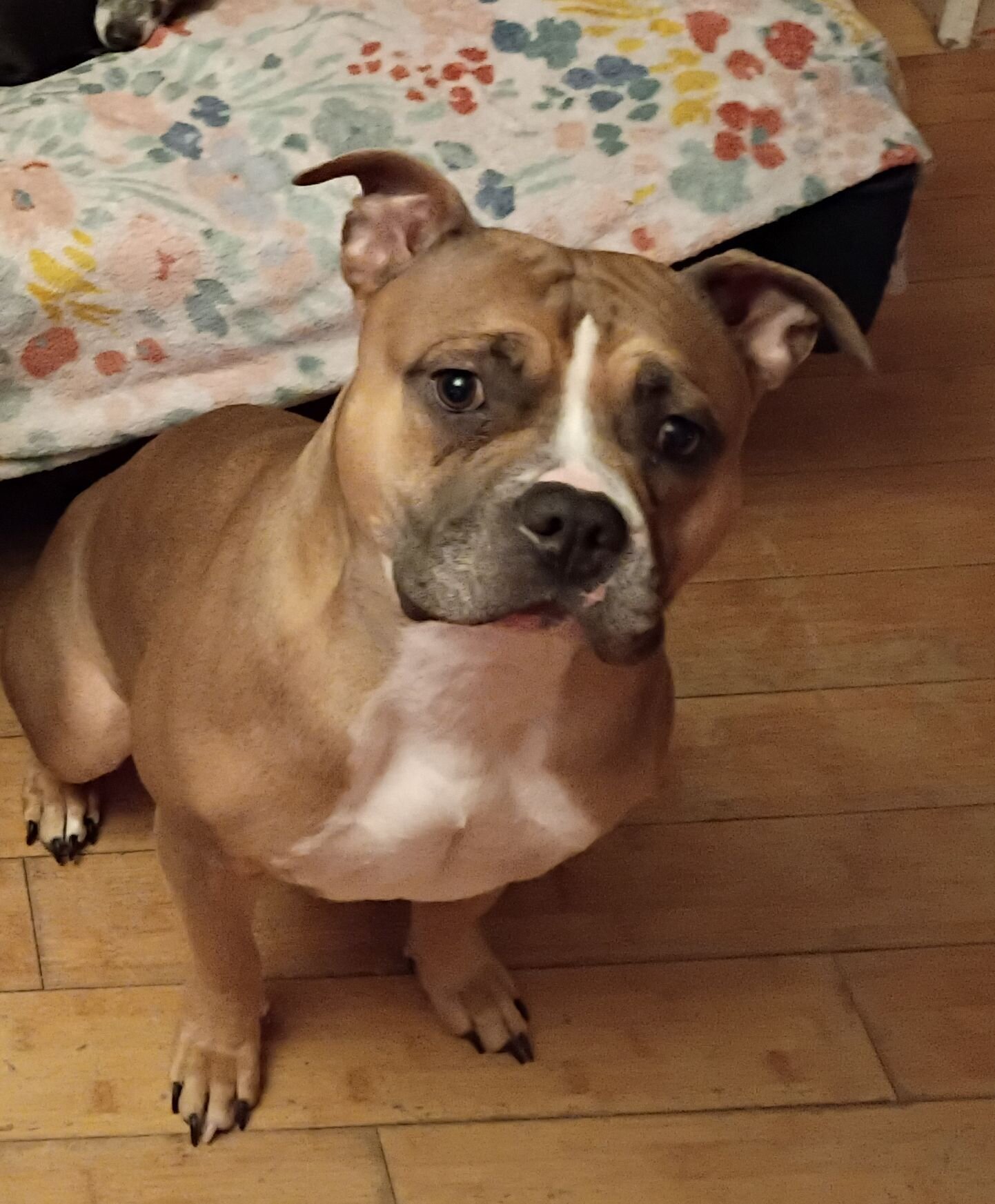 Female American bully image 2
