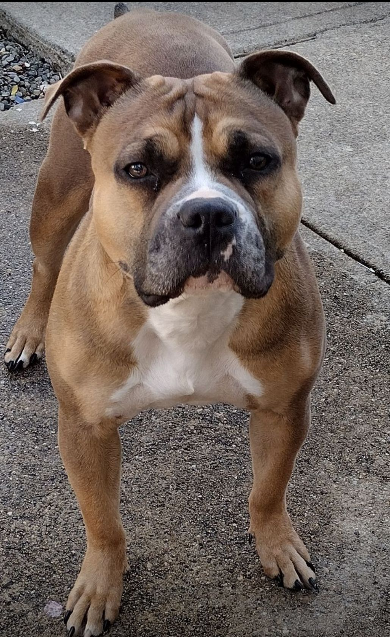 Female American bully image 1