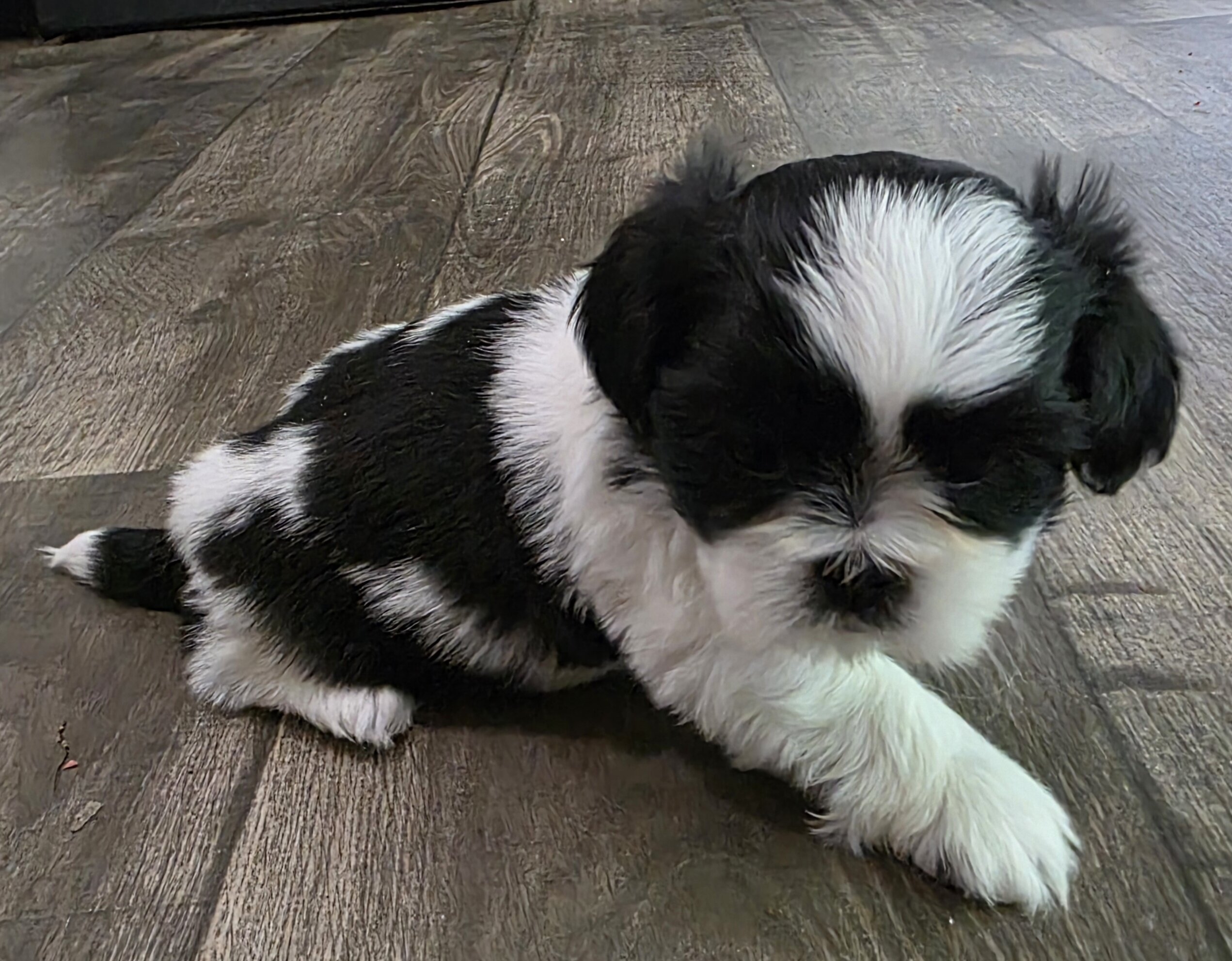 Shih Tzu image 2