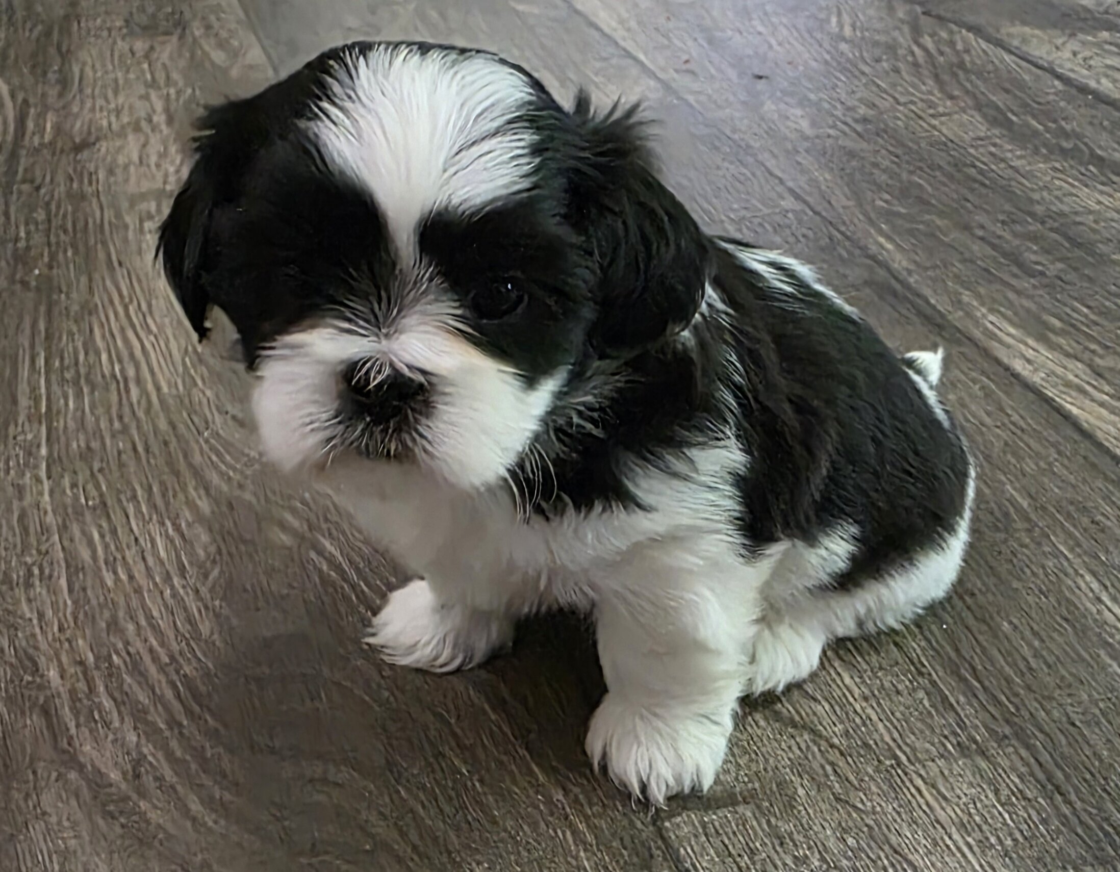 Shih Tzu image 1