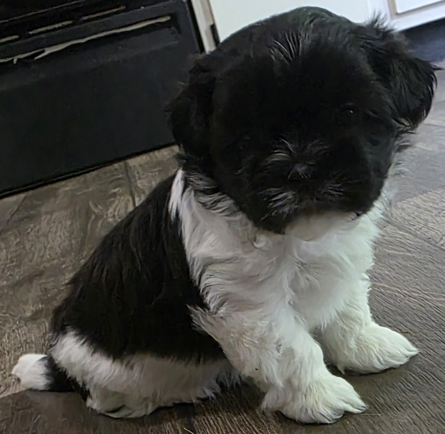 Shih Tzu image 4