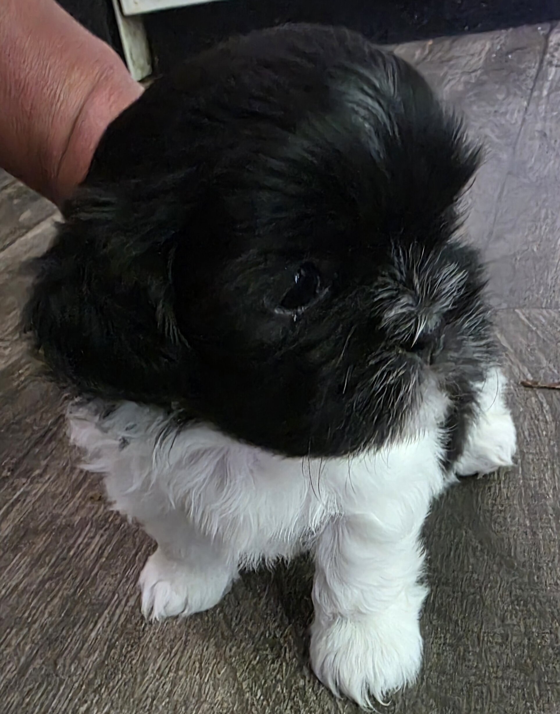 Shih Tzu image 3