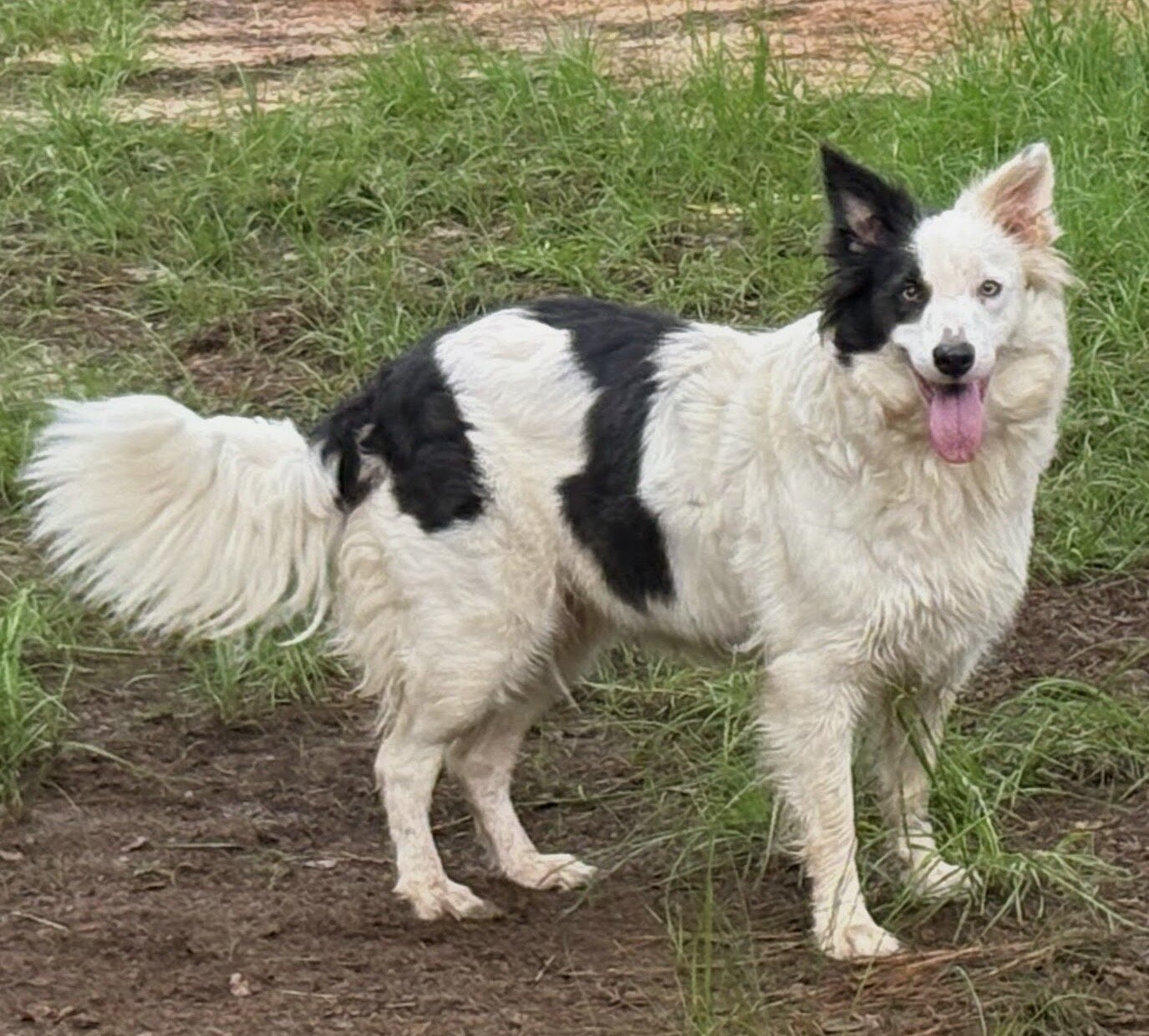 Border collies image 5