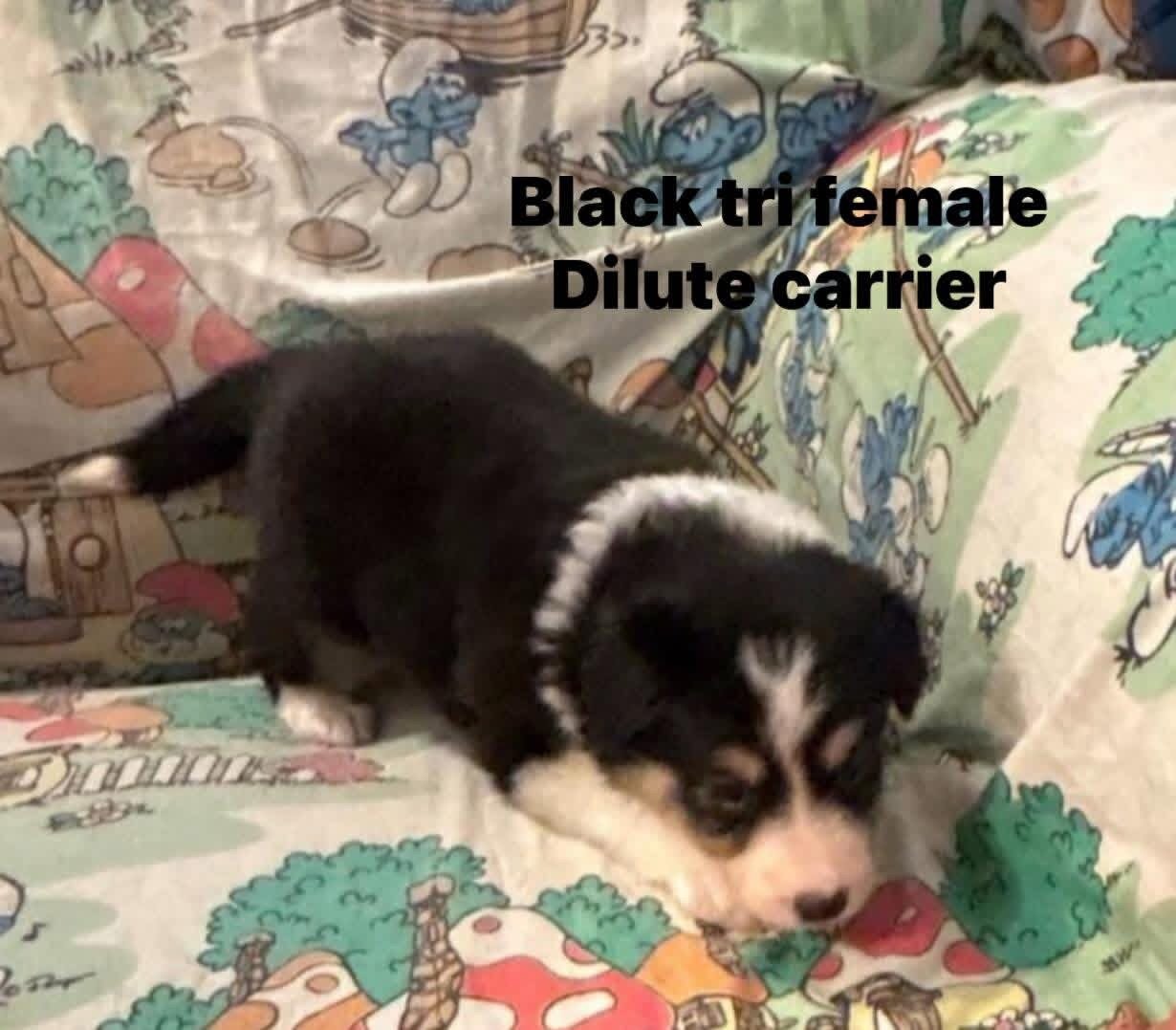 Border collies image 1