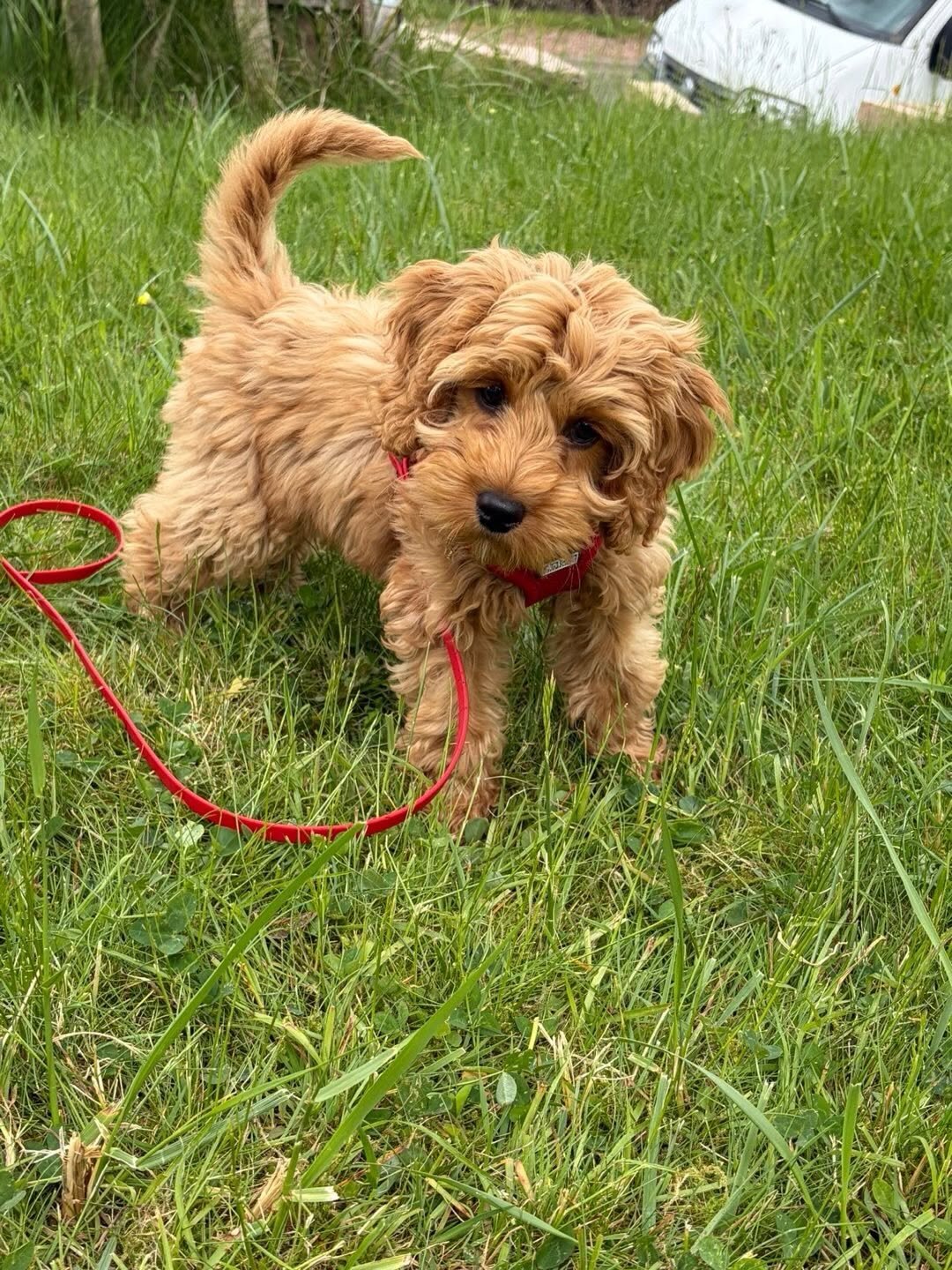 Cockapoo Rescue Needed 🚨🐾 image 1