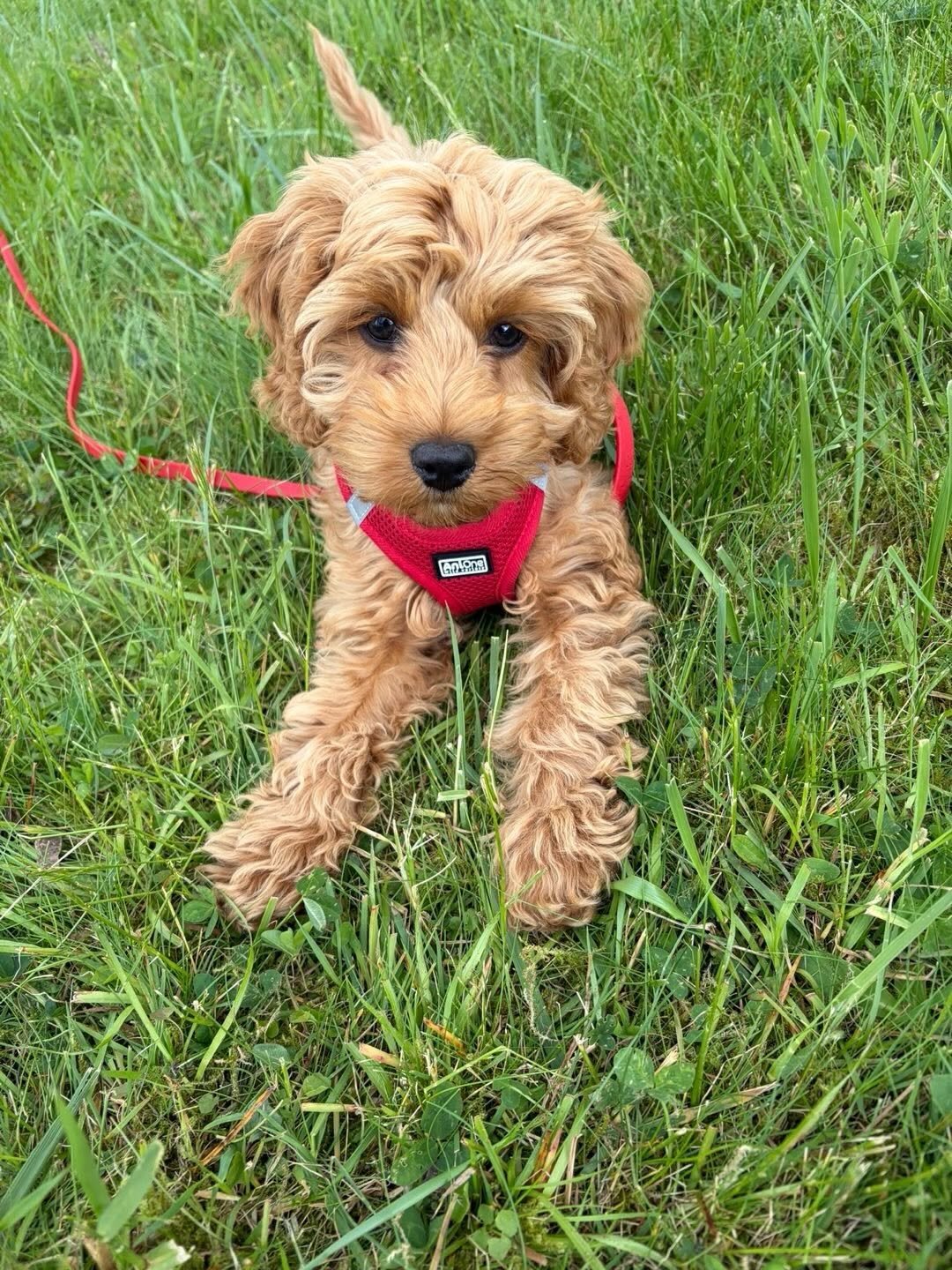 Cockapoo Rescue Needed 🚨🐾 image 3
