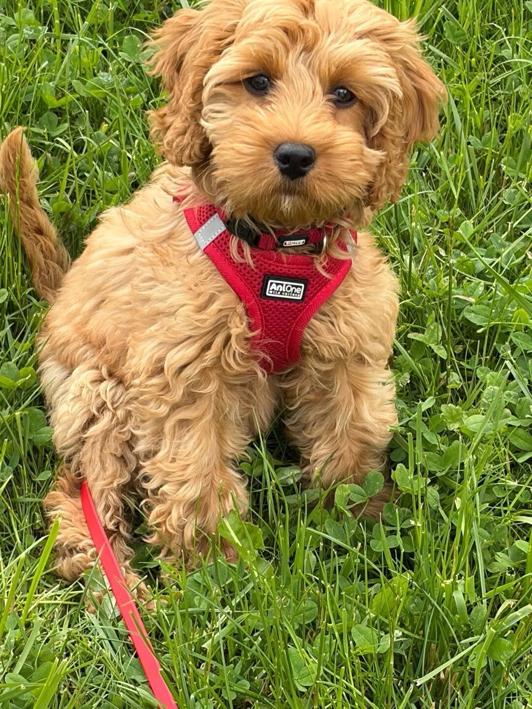 Cockapoo Rescue Needed 🚨🐾 image 2