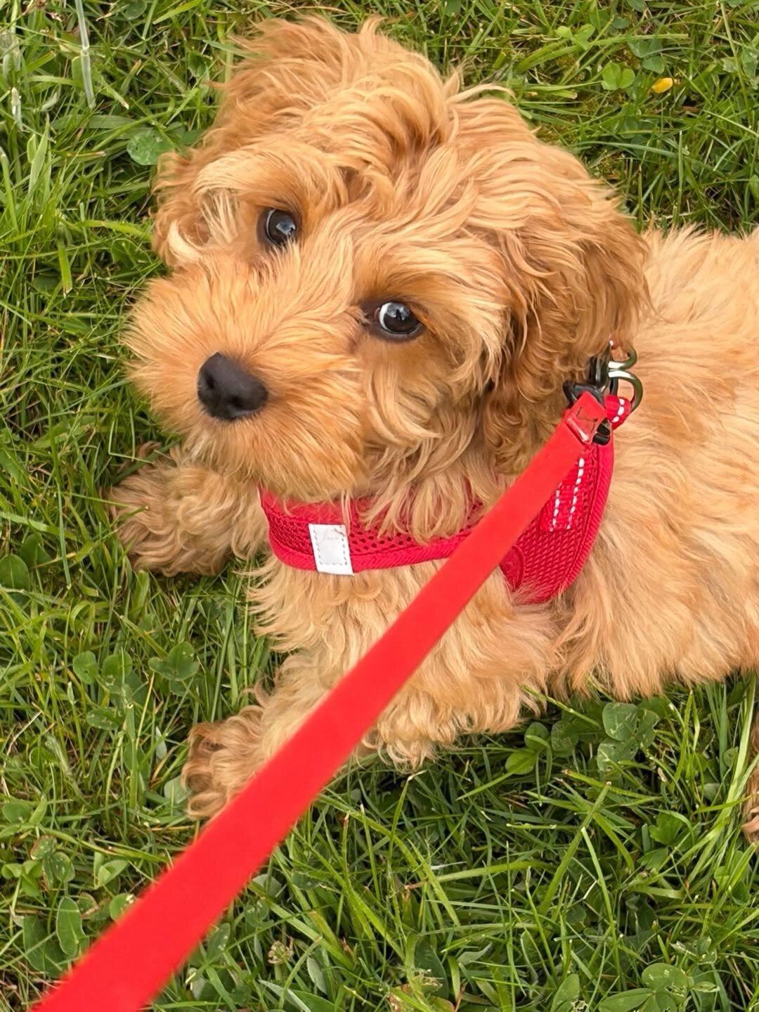 Cockapoo Rescue Needed 🚨🐾 image 4