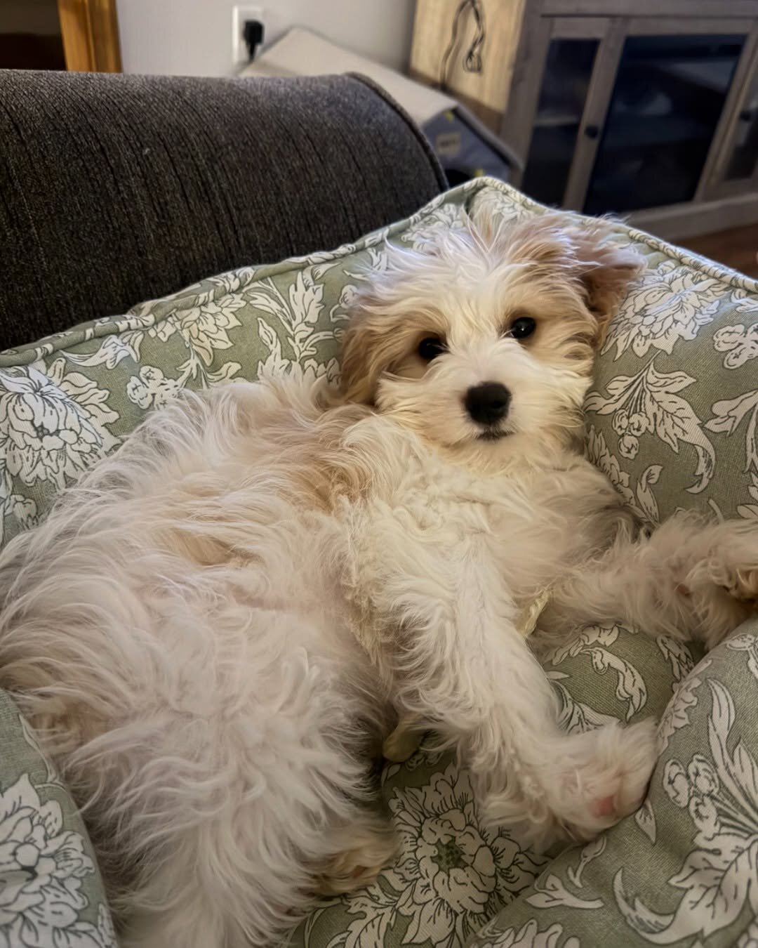 Cavapoo Rescue Needed 🚨🐾 image 2